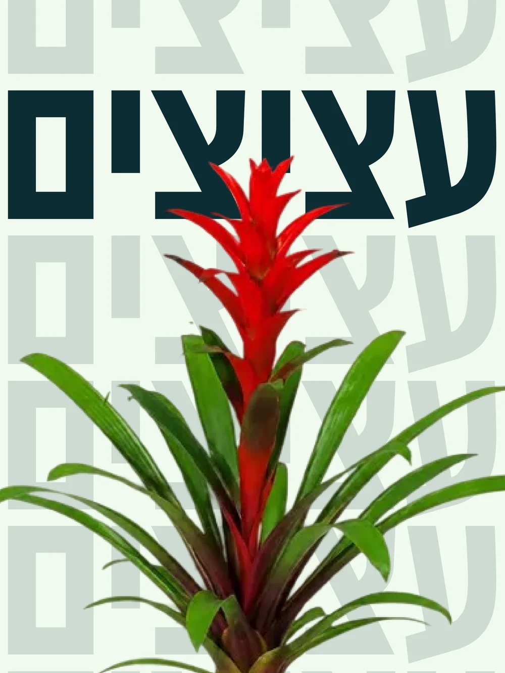 פוסט: עציצים, עם צמח גוזמניה אדום